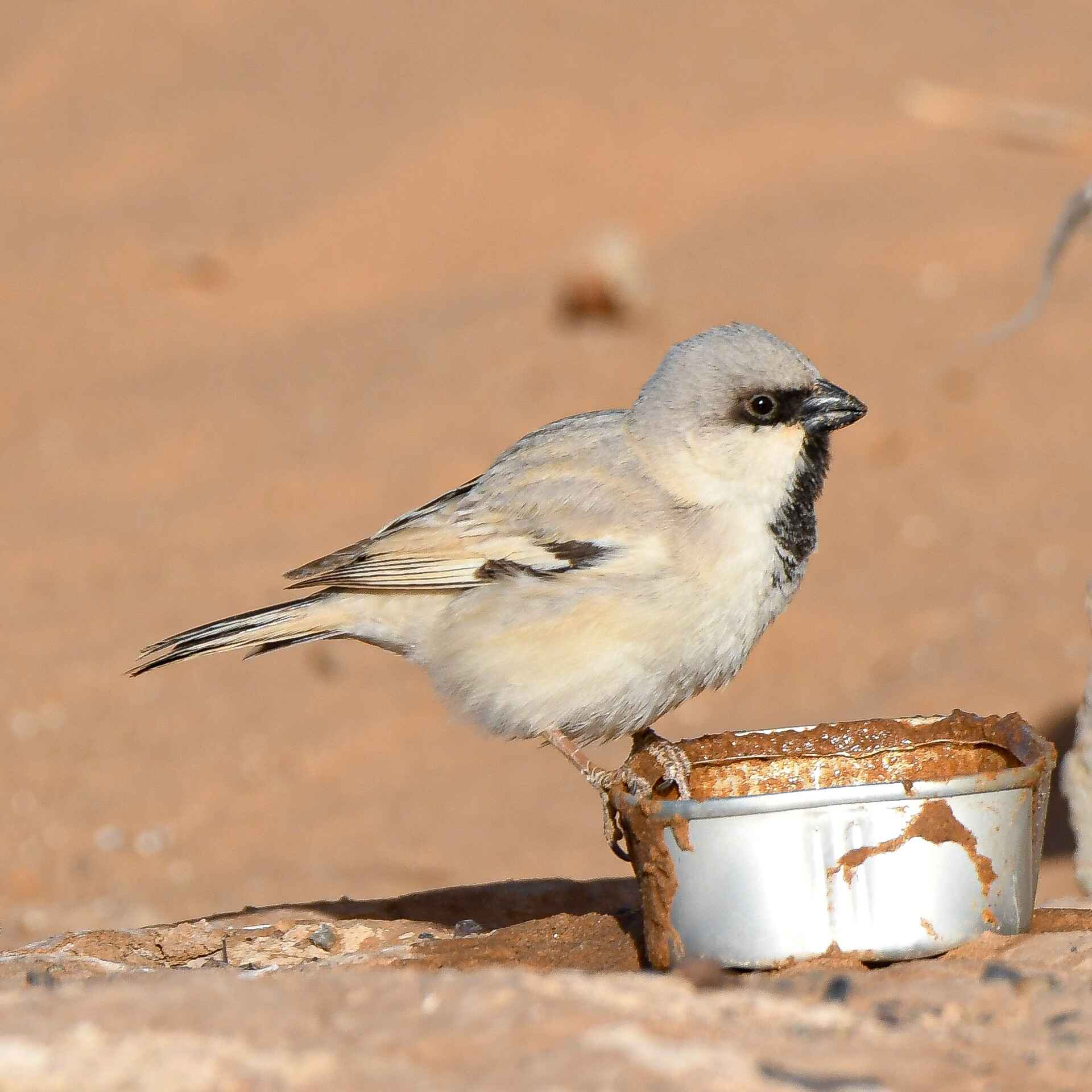 Birding Tours in Morooco Atlas And Sahara