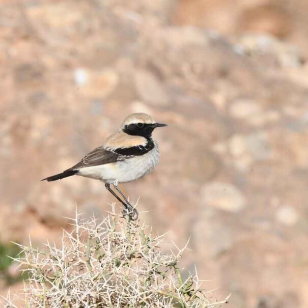 Birding Tours in Morooco