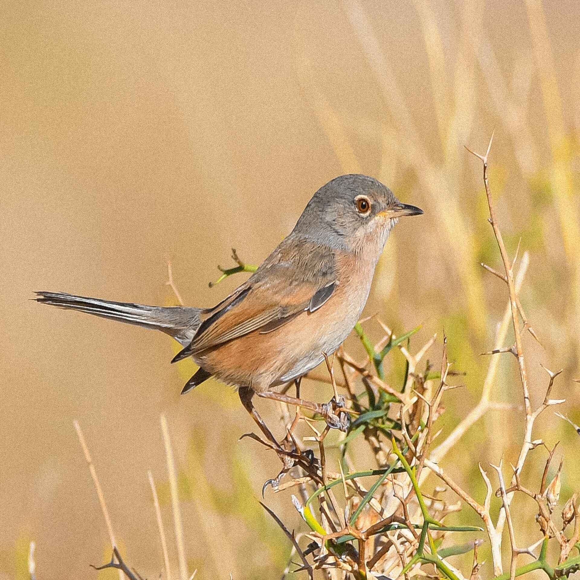 Birding Atlas Morocco