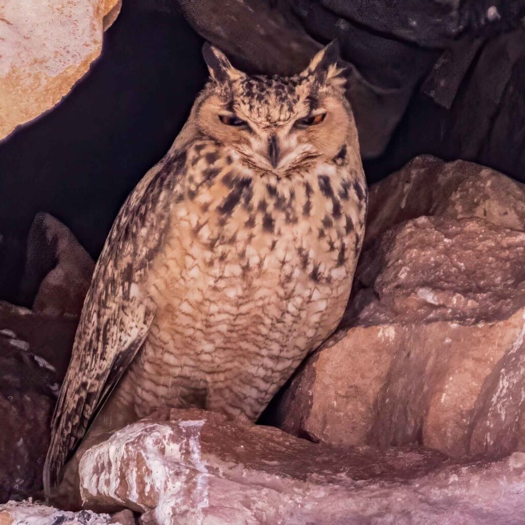 birding sahara and Boumalne dades