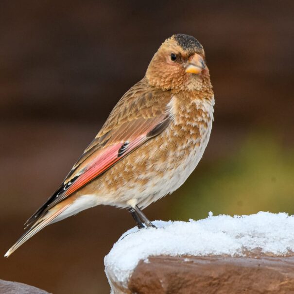 Birdwatching Morocco Tours