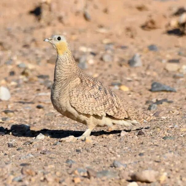 Birdwatching Morocco Tours