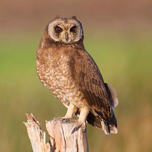 Birdwatching Morocco Tours