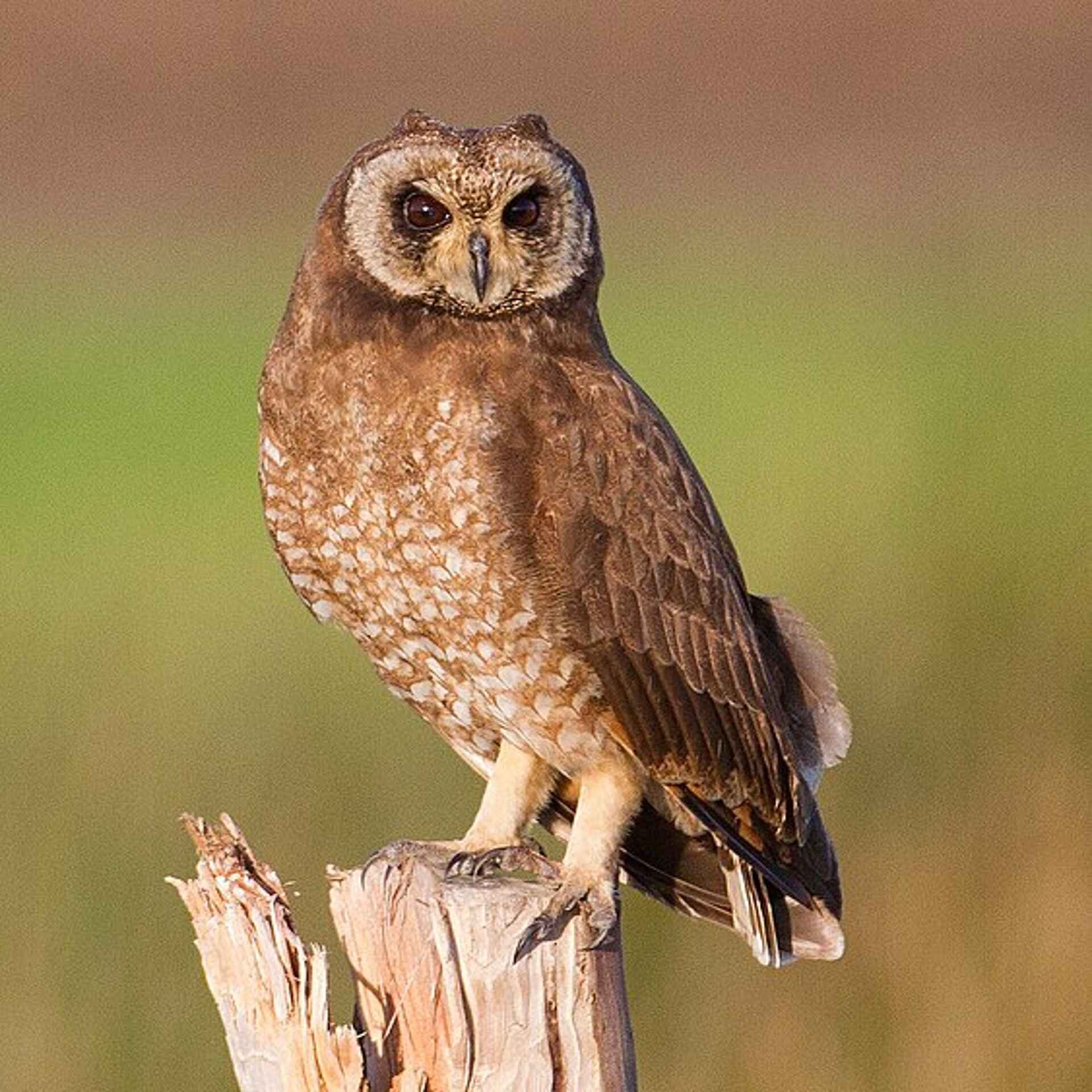 Grand Birding Tours 2 weeks in Morocco