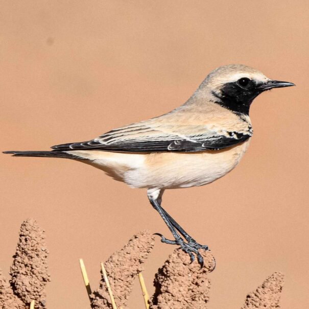 Birdwatching Morocco Tours