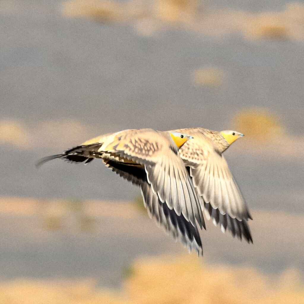 About birdwatching Morocco Tours - Birding tour in Morocco