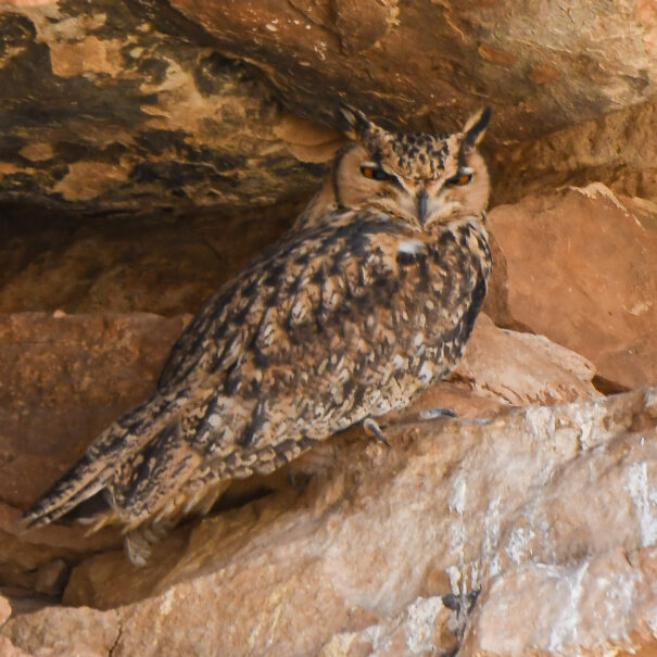 Birdwatching Morocco Tours