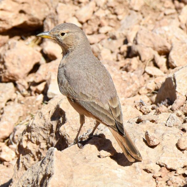 Birdwatching Morocco Tours