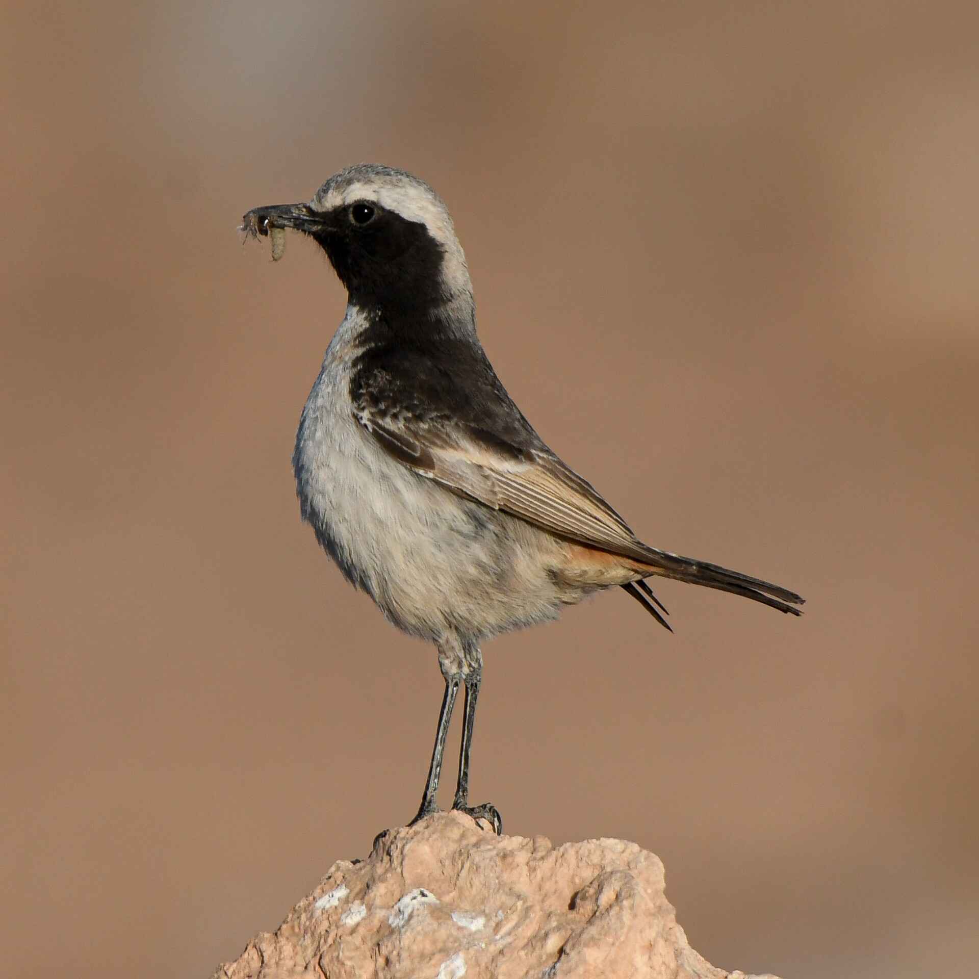 Birding Morocco