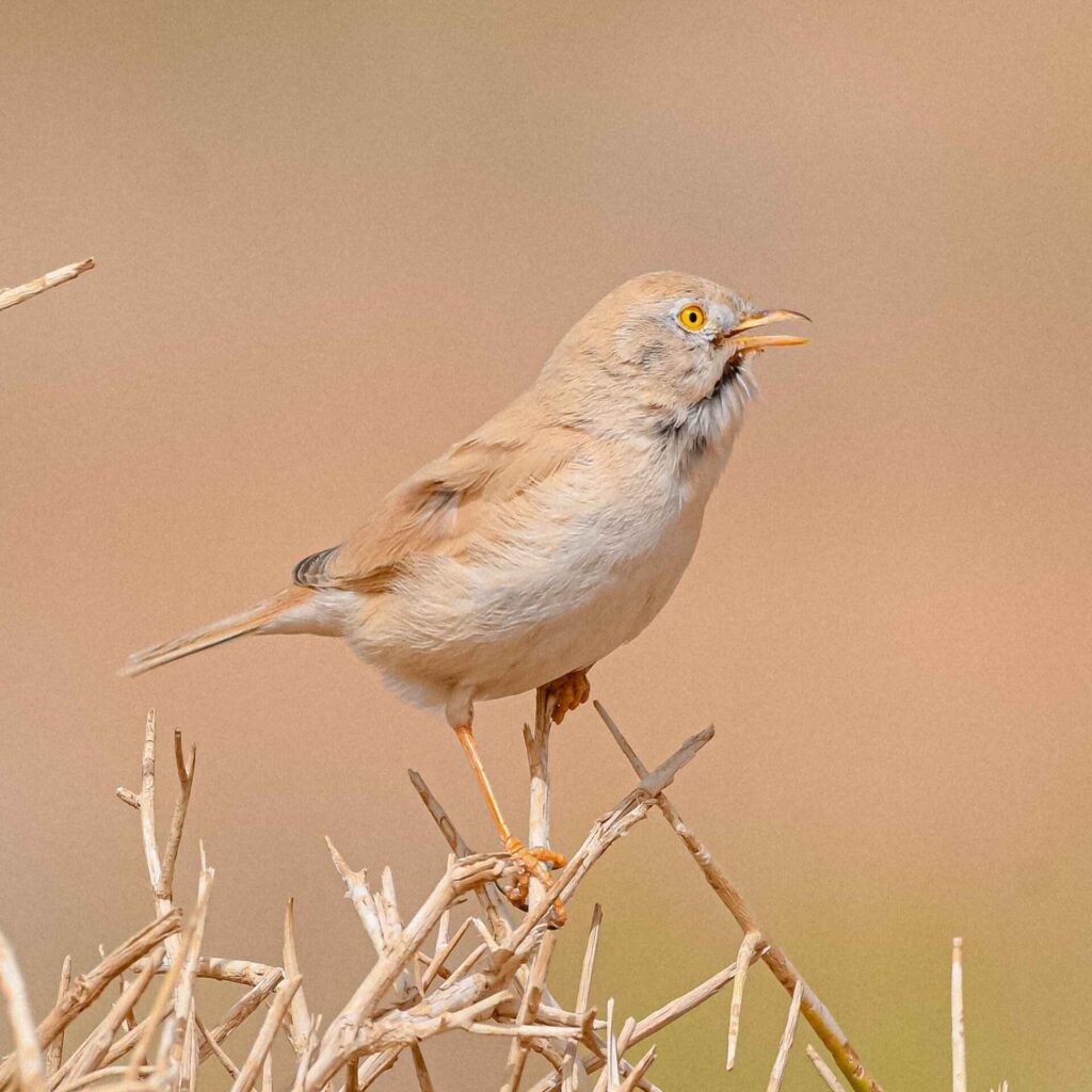 birding Morocco