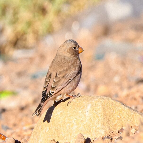 Birdwatching Morocco Tours