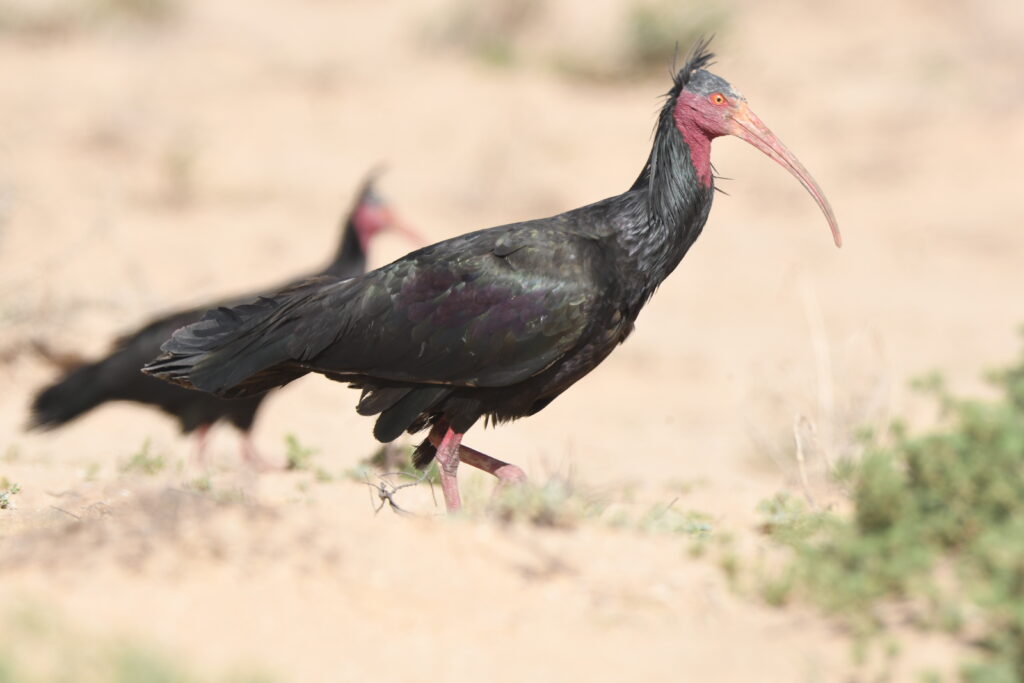 birding Morocco