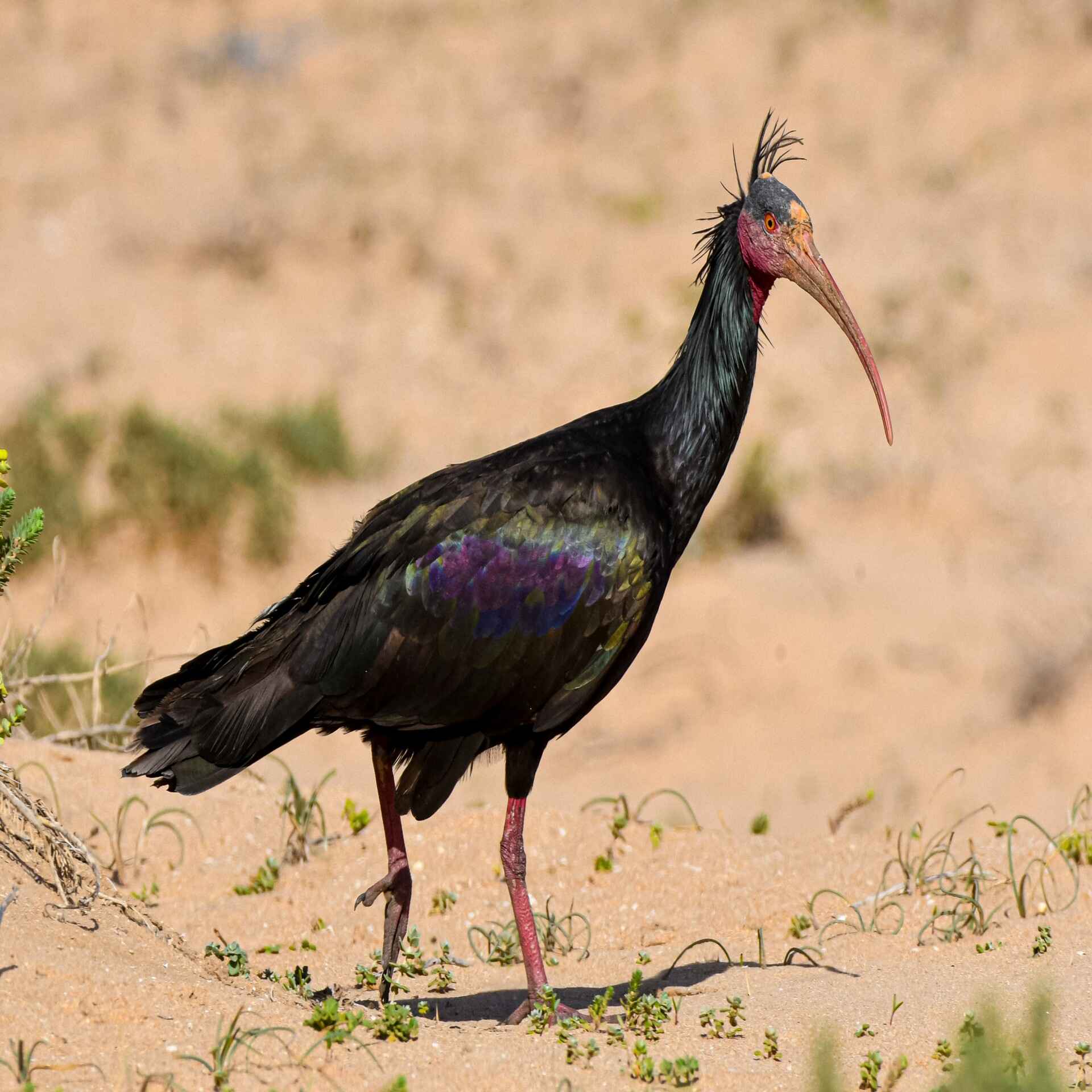 Grand Birding Tours 2 weeks in Morocco