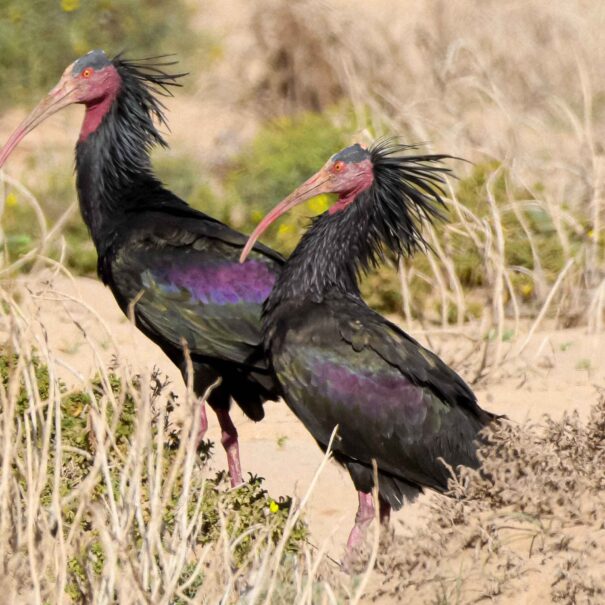 Birdwatching Morocco Tours