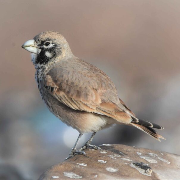 larks birds .Grand Birding Tour in Morocco