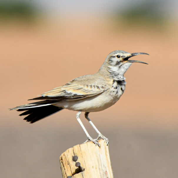 Birdwatching Morocco Tours