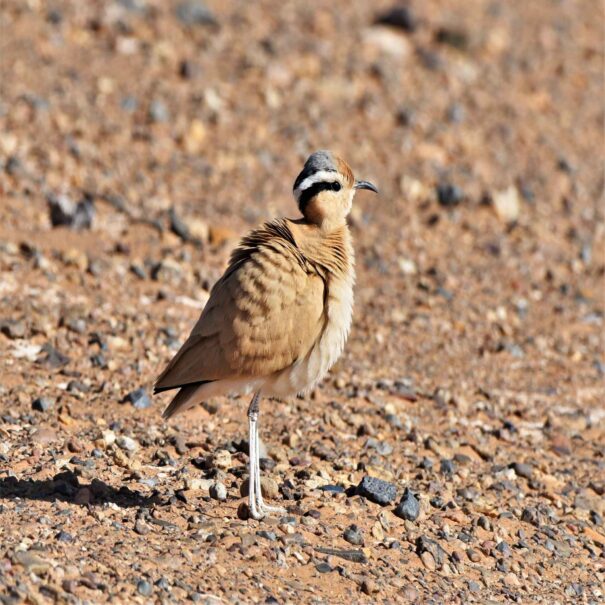 Birdwatching Tours to the Atlas Mountains - birdwatching Morocco Tours