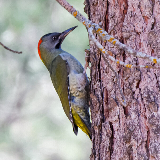 Birdwatching Morocco Tours