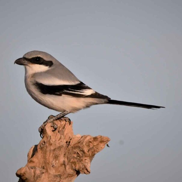 Birdwatching Morocco Tours