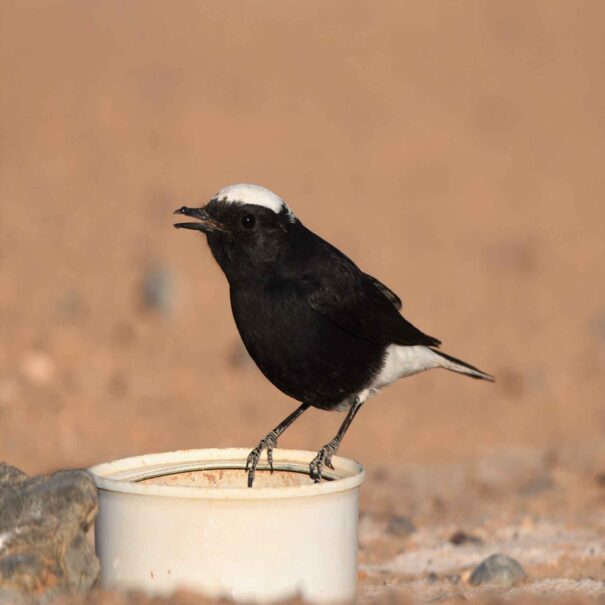 Birdwatching Morocco Tours