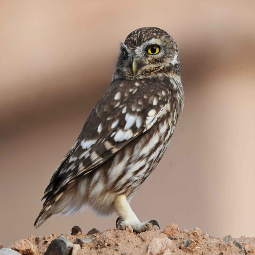 Birdwatching Morocco Tours