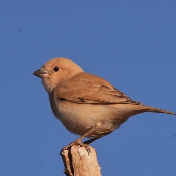 Birdwatching Morocco Tours