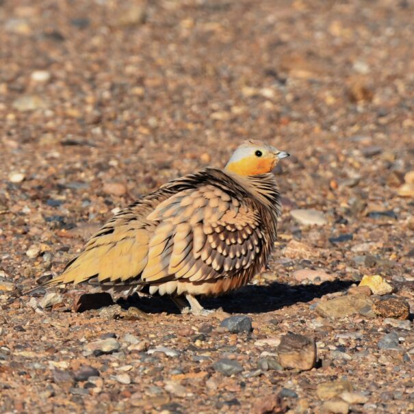 Birdwatching Morocco Tours