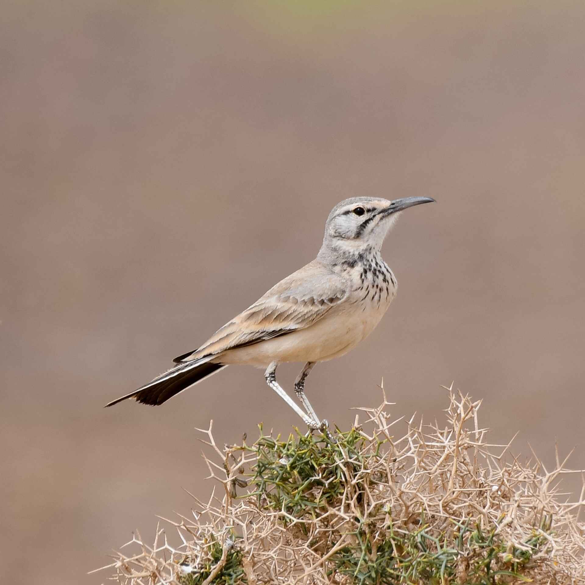 Grand Birding Tours 2 weeks in Morocco