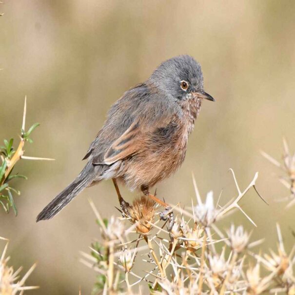 Birdwatching Morocco Tours