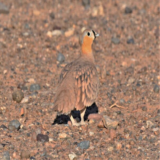 Birdwatching Morocco Tours