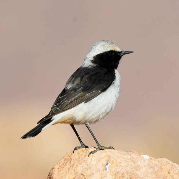 Birdwatching Morocco Tours