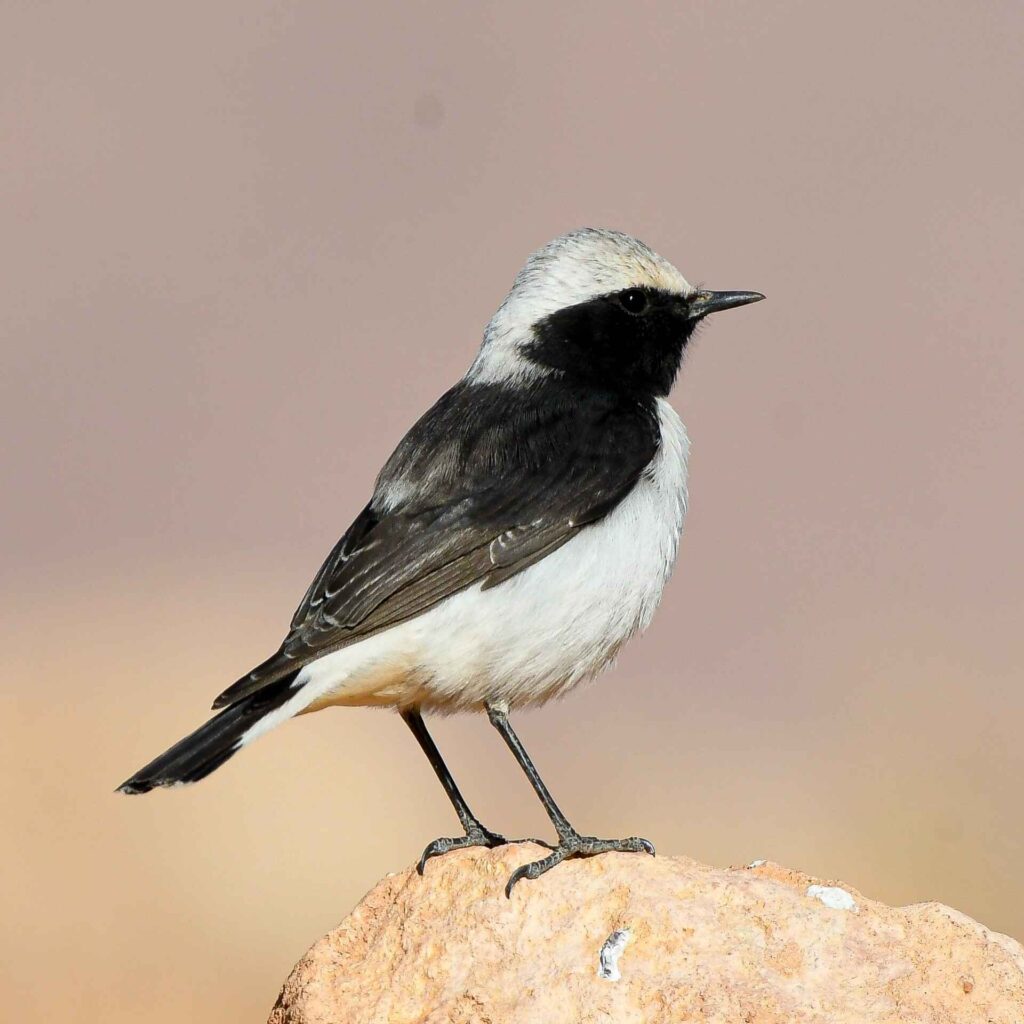 birds Morocco