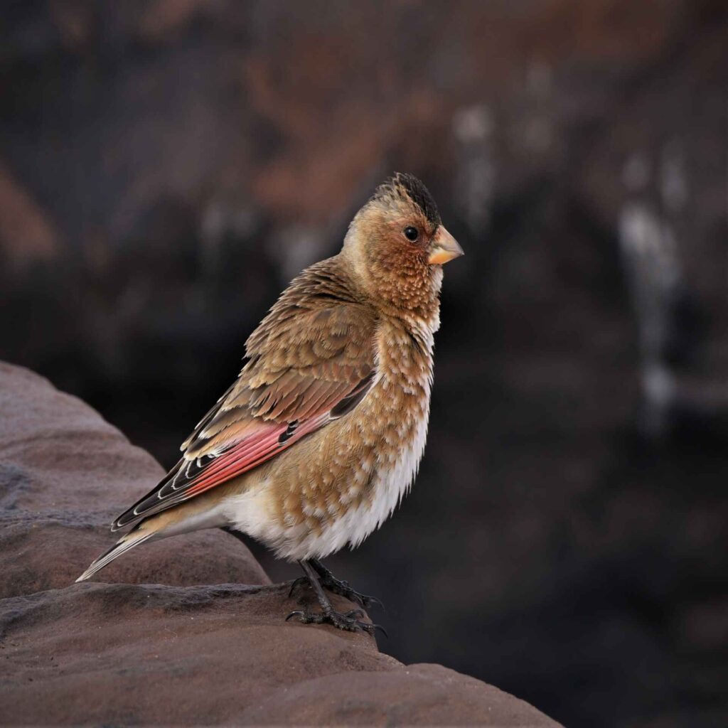 birding Morocco