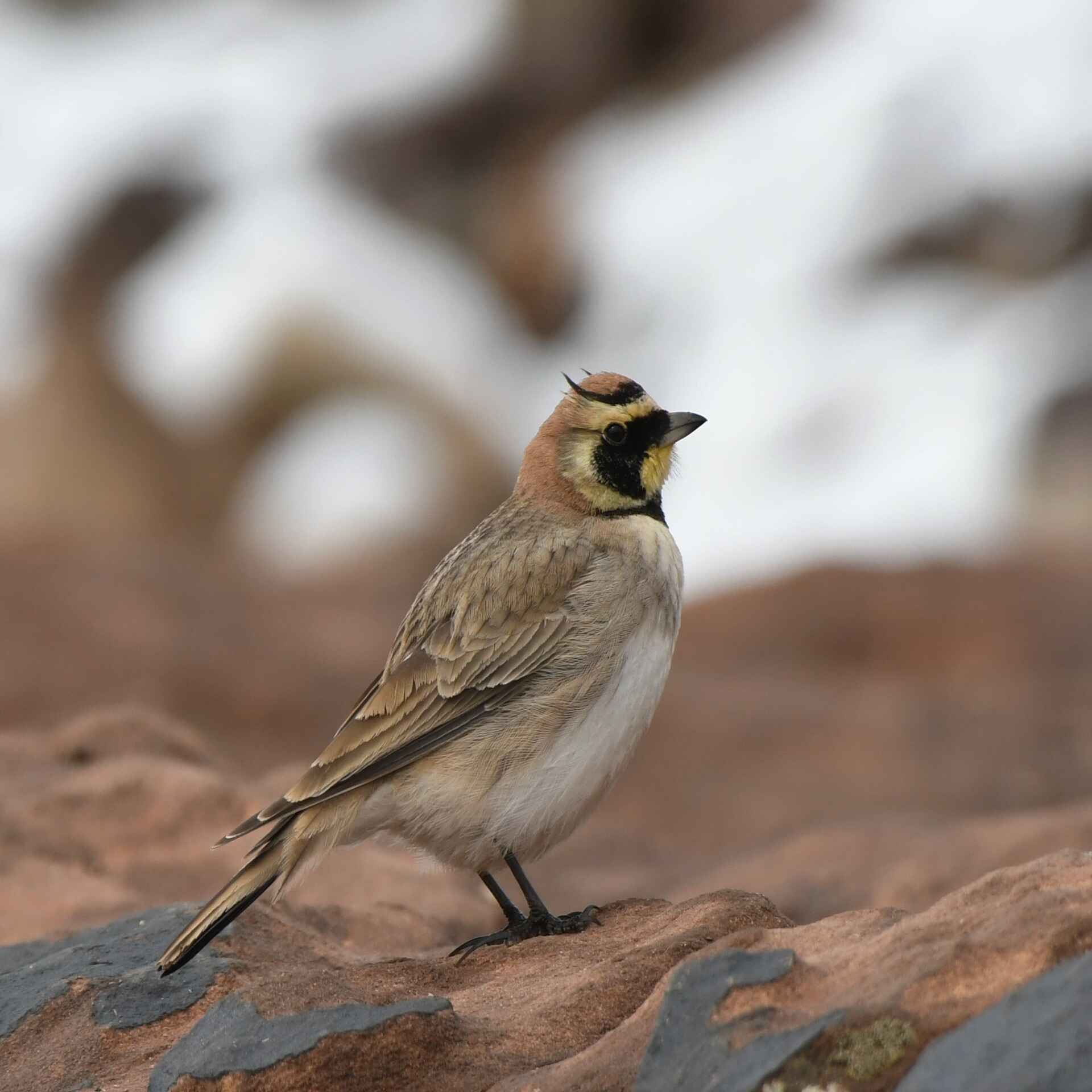 Birdwatching Morocco Tours