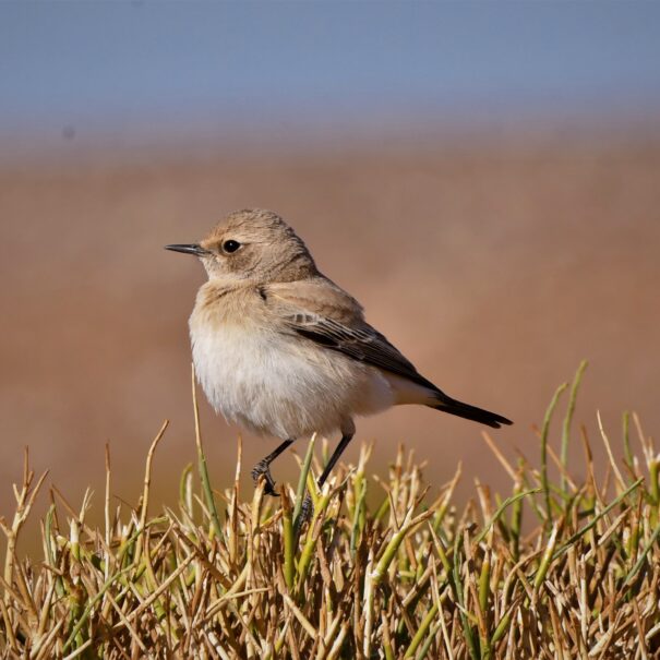 WESTERN SAHARA BIRDING -birdwatching Morocco Tours