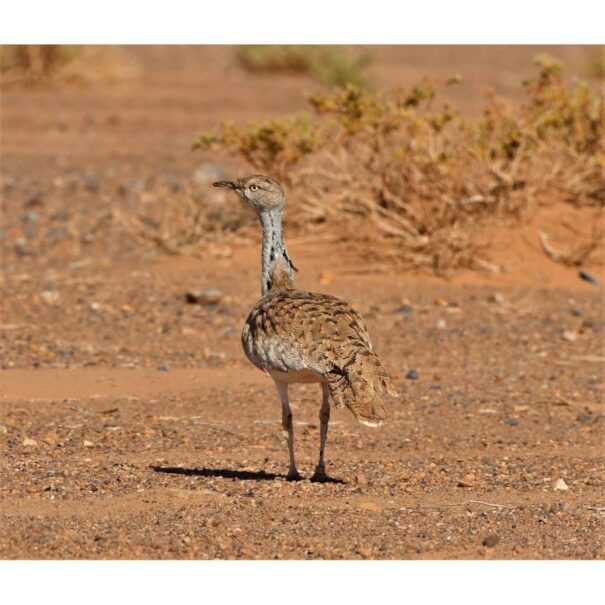 Birdwatching Morocco Tours