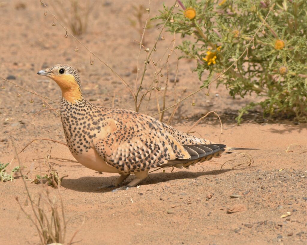 Birdwatching Morocco Tours