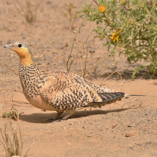 Birdwatching Morocco Tours