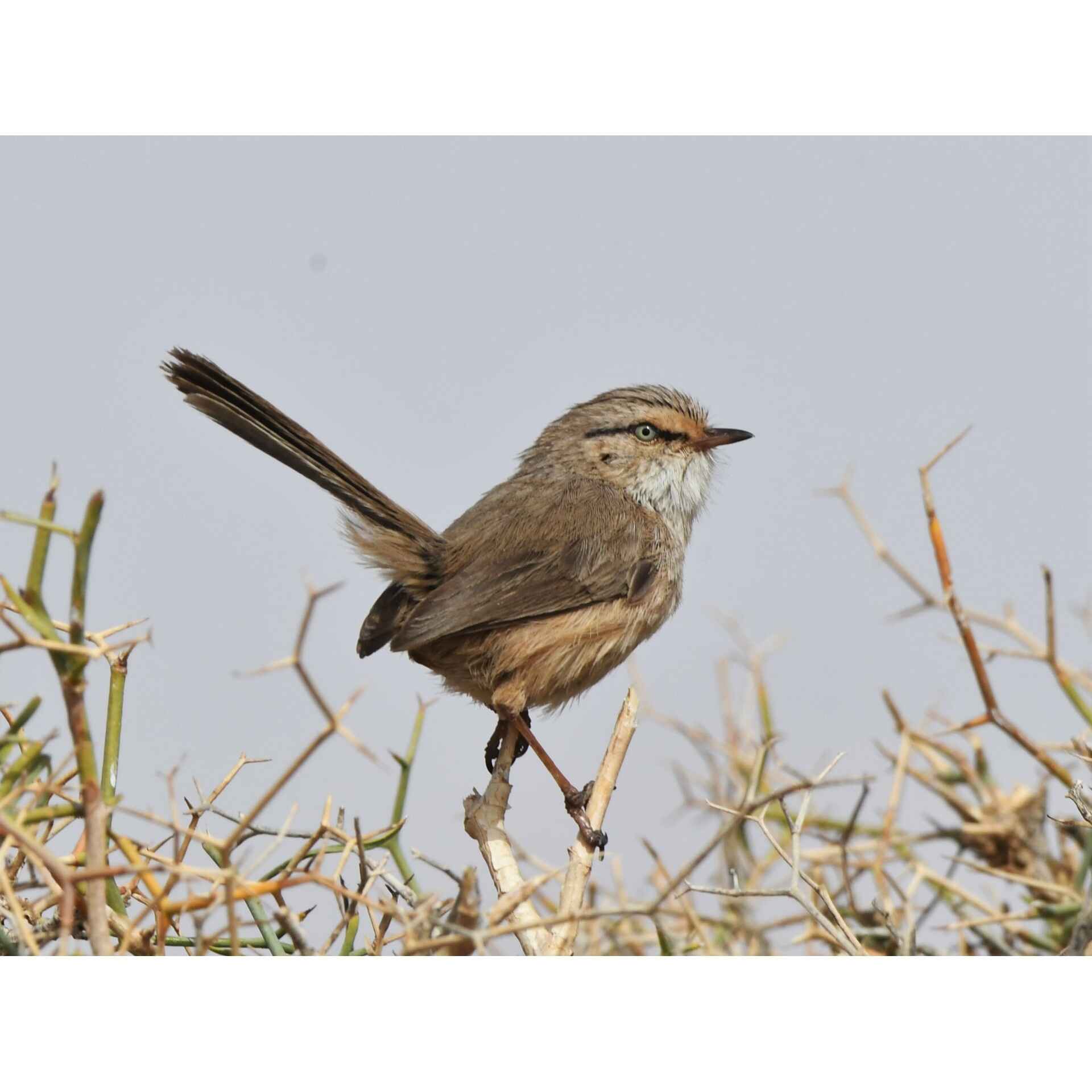 10 Day Birding Tour in Morocco - Birdwqtching Morocco Tours