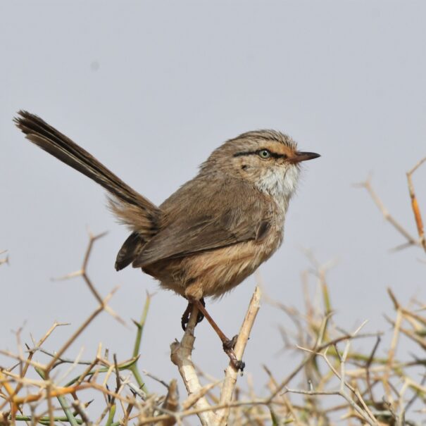 Birdwatching Morocco Tours