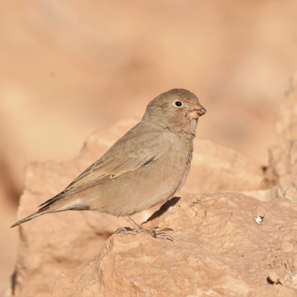 birding tour from Marrakech To Boumalne Dades