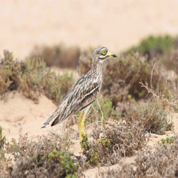 Birdwatching Morocco Tours