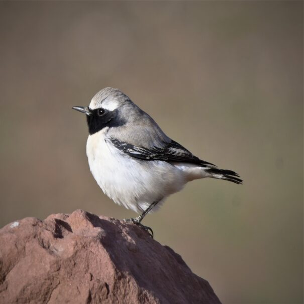 Birdwatching Morocco Tours