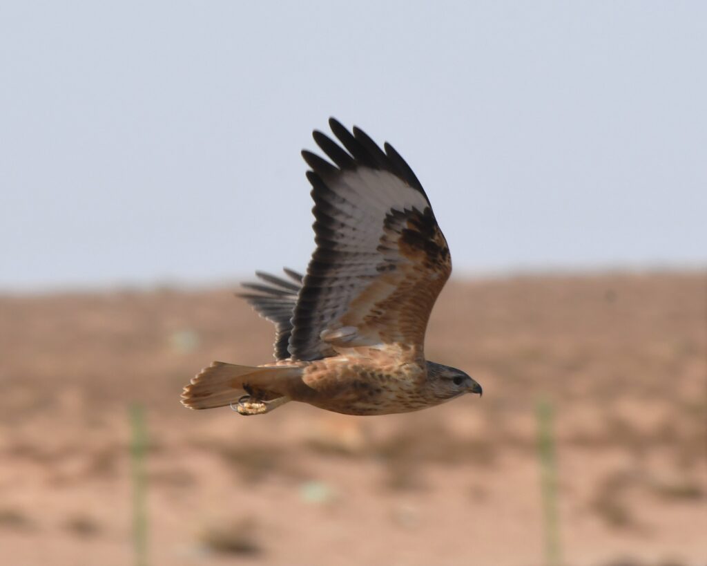 birds Morocco- Birdwatching Morocco tours