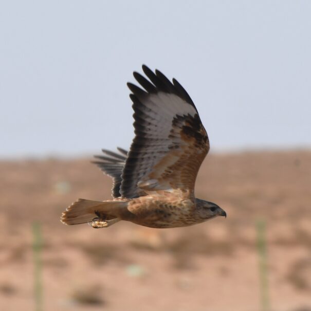 birds Morocco- Birdwatching Morocco tours