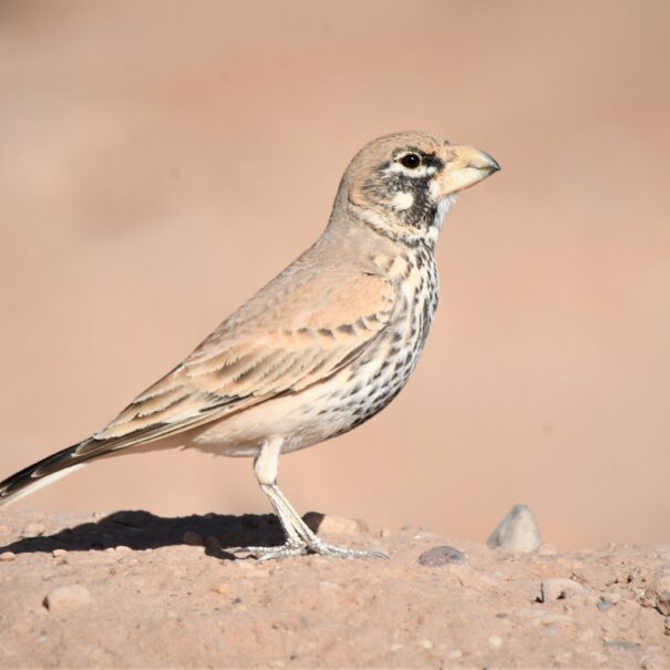 Birdwatching Morocco Tours