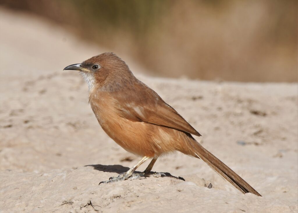 Birdwatching Morocco Tours