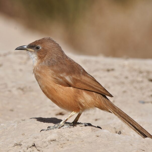 Birdwatching Morocco Tours