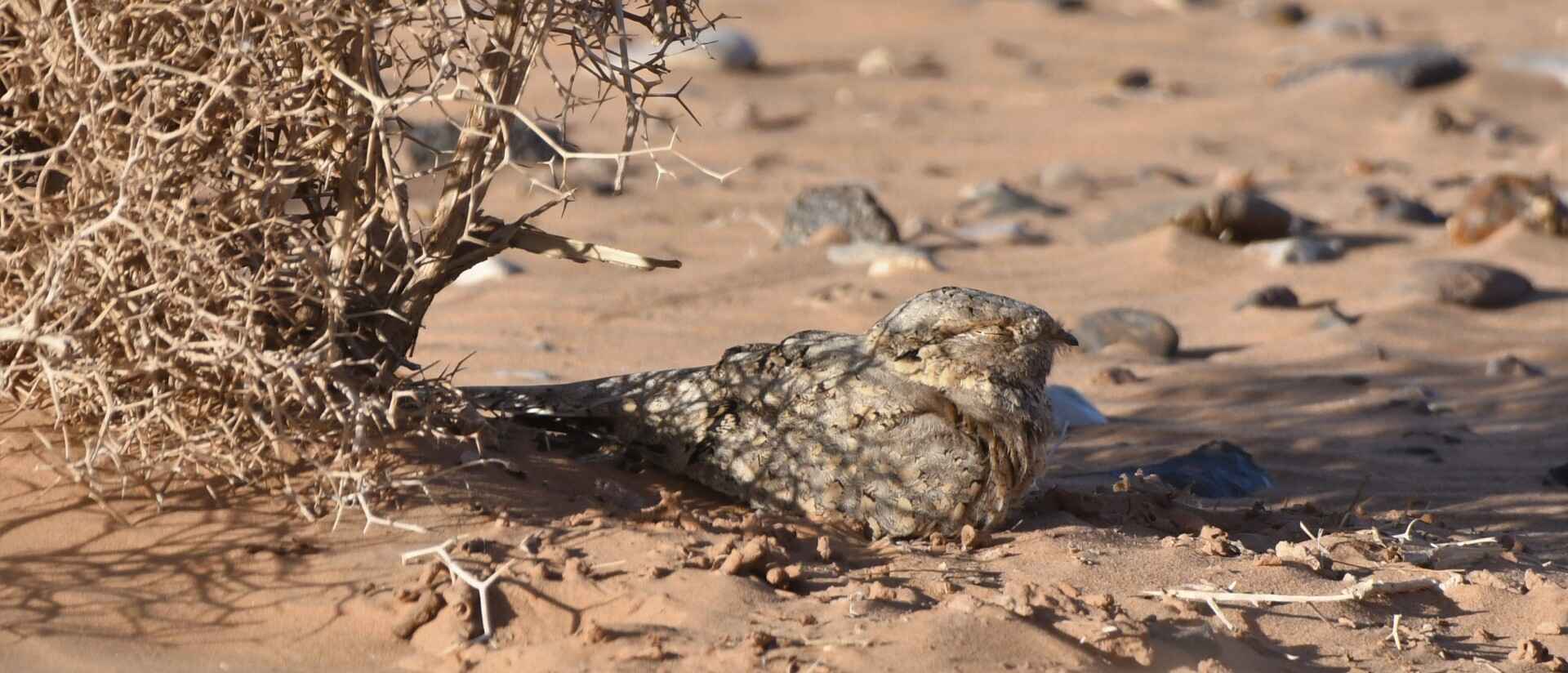 birding In merzouga-birdwatching morocco tours