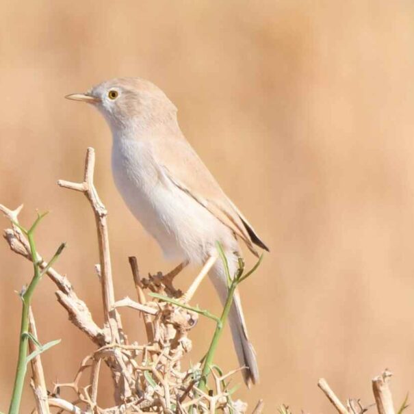 Birdwatching Morocco Tours